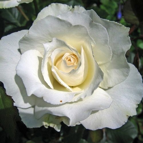 Vendita, rose rose ibridi di tea - bianco - Rosa White Swan - rosa dal profumo discreto - Hendrikus Antonie Maria Verschuren-Pechtold - Perfetta rosa recisa, non ideale per aiuole e bordi.